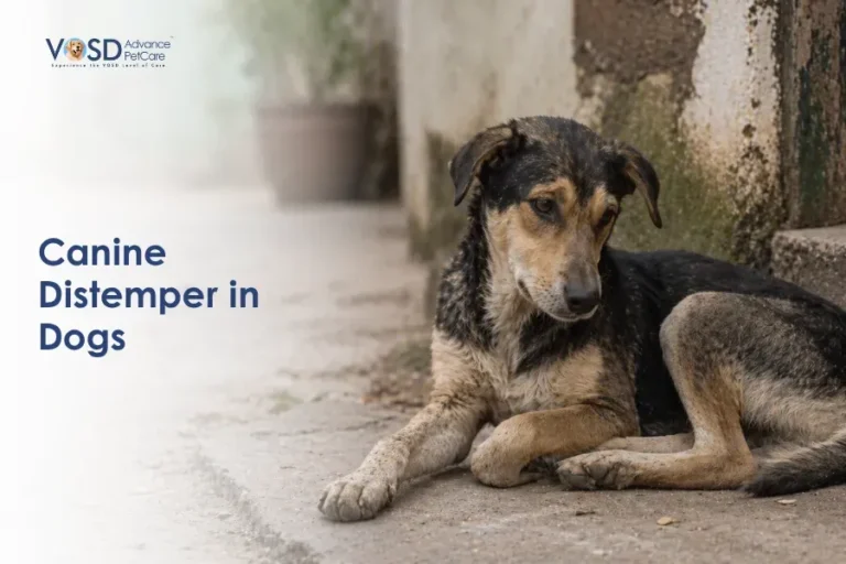 A sad, stray dog lies on a rough sidewalk beside an old wall, evoking empathy. Text reads "Canine Distemper in Dogs." The atmosphere is somber.