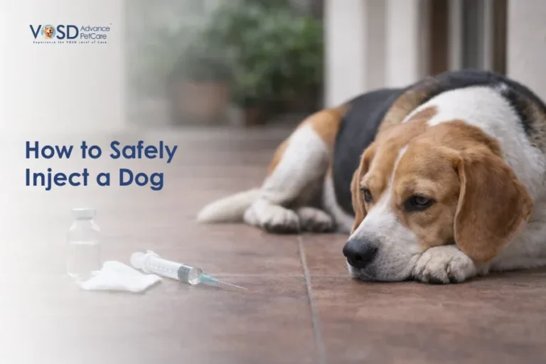 A beagle lies on a tiled floor, looking at a syringe, vial, and cotton pad. Text reads "How to Safely Inject a Dog." The mood is educational.