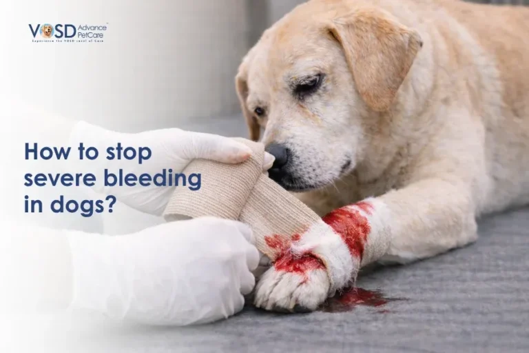 A concerned dog lies with a bleeding paw, being bandaged by gloved hands. Text reads: "How to stop severe bleeding in dogs?" The mood is caring and instructive.