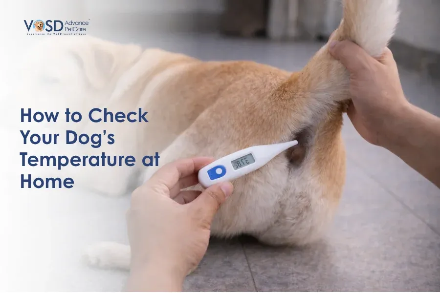 How to Check Your Dog's Temperature at Home: A Step-by-Step Guide 1 A person holds a digital thermometer, checking a dog's temperature rectally on a tiled floor. Text reads, "How to Check Your Dog’s Temperature at Home."