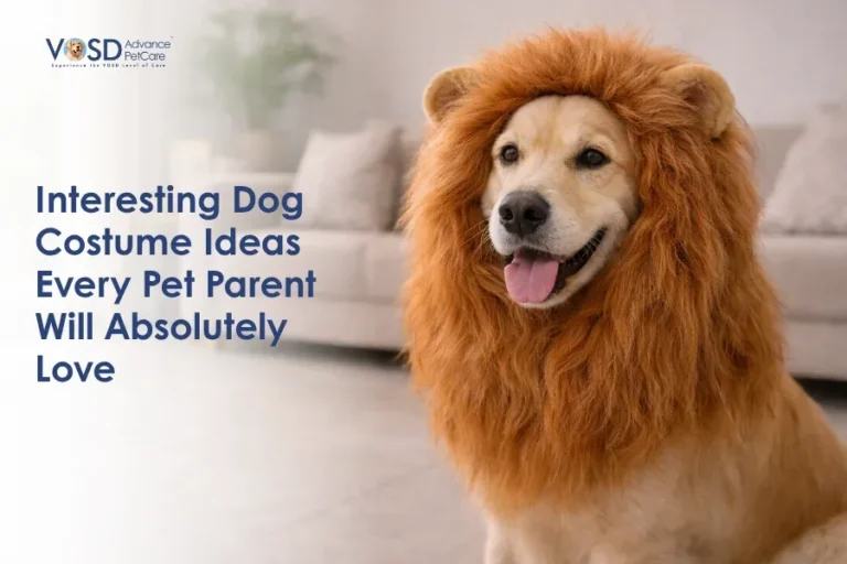 A happy dog wearing a fluffy lion mane costume sits on a living room floor. The room has neutral tones with a couch and plant in the background. Text reads, "Interesting Dog Costume Ideas Every Pet Parent Will Absolutely Love."