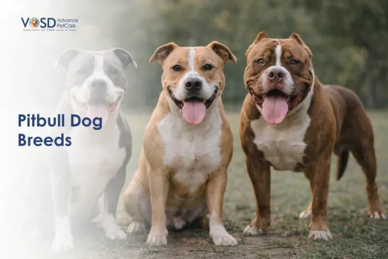 Alt text: "Three smiling pitbulls sit on grass, facing forward. Two are light brown and white, and one is darker brown. Text reads 'Pitbull Dog Breeds.'"