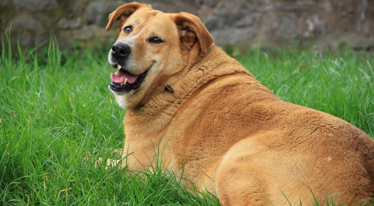 Obesity in Dogs Obesity in Dogs