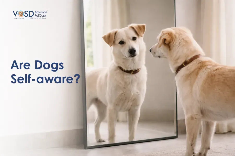 Are Dogs Self-aware? 10 A dog looks at itself in a large mirror with curiosity, conveying a sense of self-awareness. Text on the image reads, "Are Dogs Self-aware?"