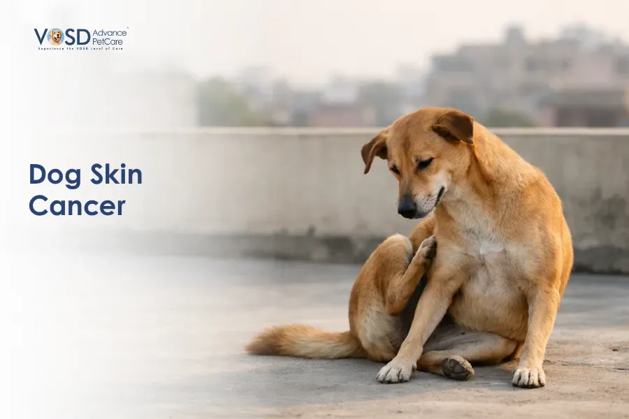 Dog Skin Cancer: Symptoms, Causes, Diagnosis & Treatment 12 A tan dog scratching itself while sitting on a rooftop, conveying discomfort. Text on the left reads "Dog Skin Cancer." The tone is informative and concerned.