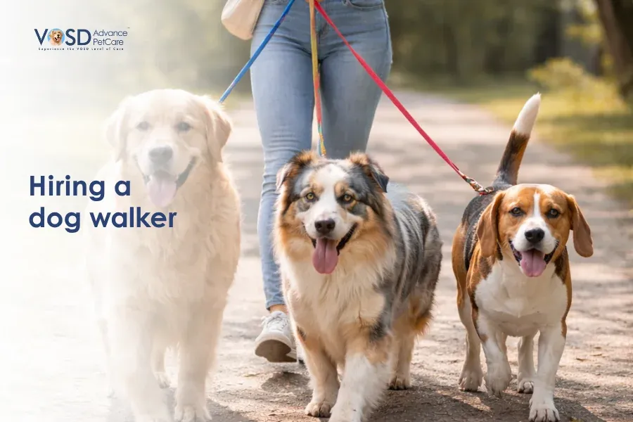 Hiring a dog walker: All you need to know 8 Person walking three happy dogs on leashes down a sunlit path, conveying a cheerful and serene outdoor scene. Text reads "Hiring a dog walker."