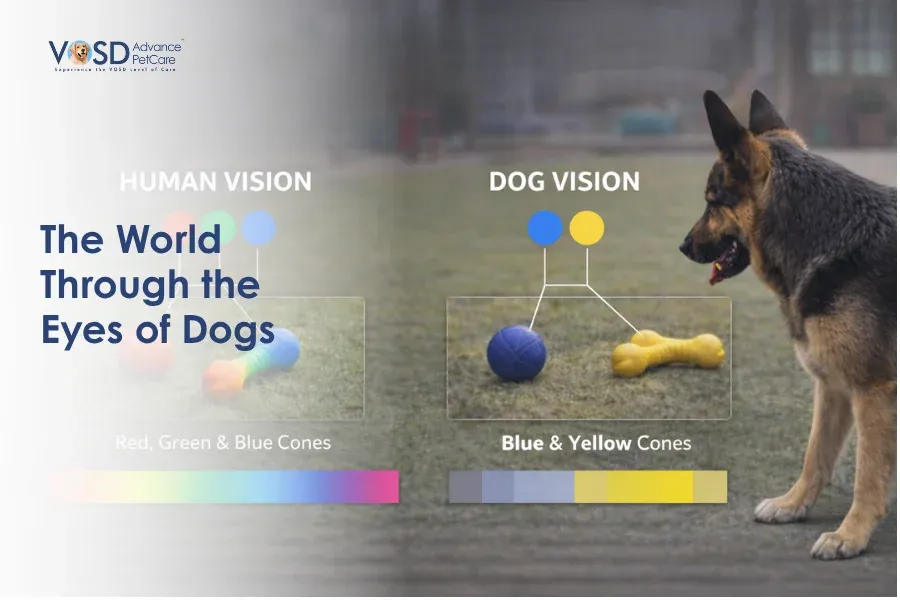 The World Through the Eyes of Dogs: How Dogs See 9 Comparison image of human and dog vision. Human vision shows red, green, and blue cones, while dog vision shows blue and yellow cones. A German Shepherd looks at a blue ball and yellow toy on grass.
