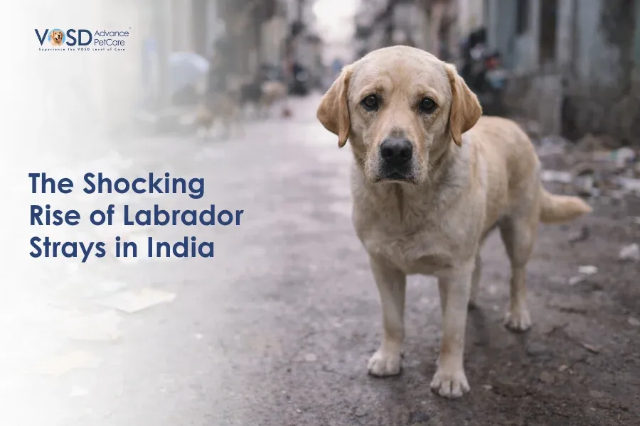 A Labrador stands on a crowded Indian street, looking forlorn. Text reads "The Shocking Rise of Labrador Strays in India." The scene is somber.