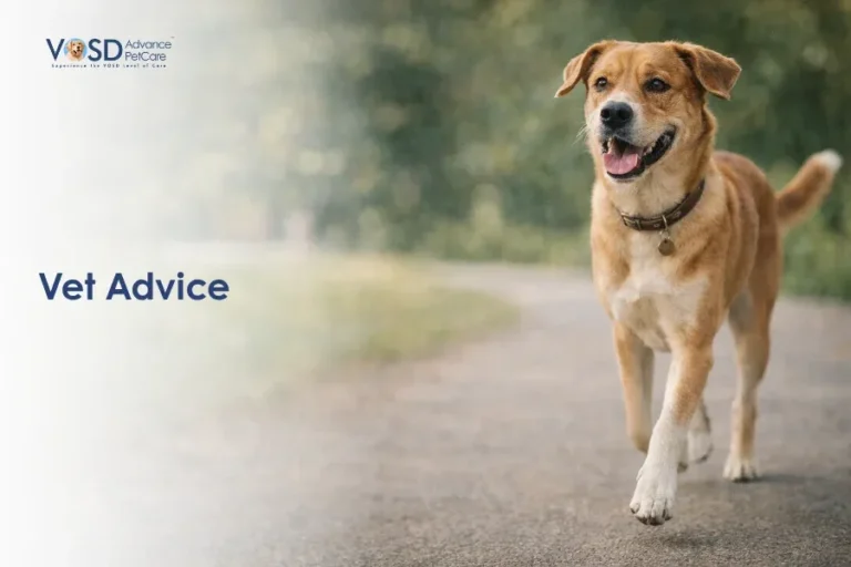 Blog 14 A happy brown dog with a collar walks on a path surrounded by greenery, conveying playfulness. "Vet Advice" text is on the left.