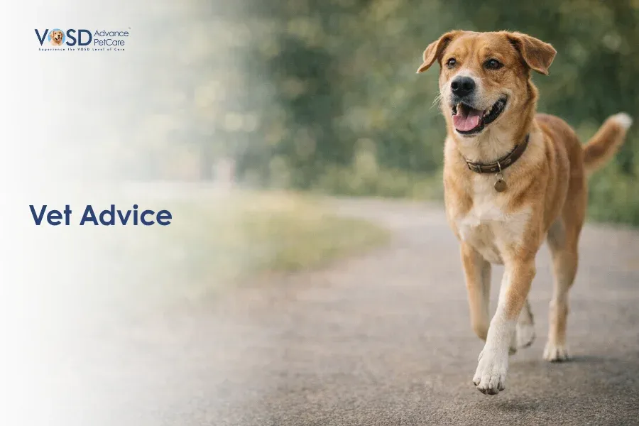 Vet Advice - 6 Ways To Keep Your Dog Healthy This Year 3 A happy brown dog with a collar walks on a path surrounded by greenery, conveying playfulness. "Vet Advice" text is on the left.