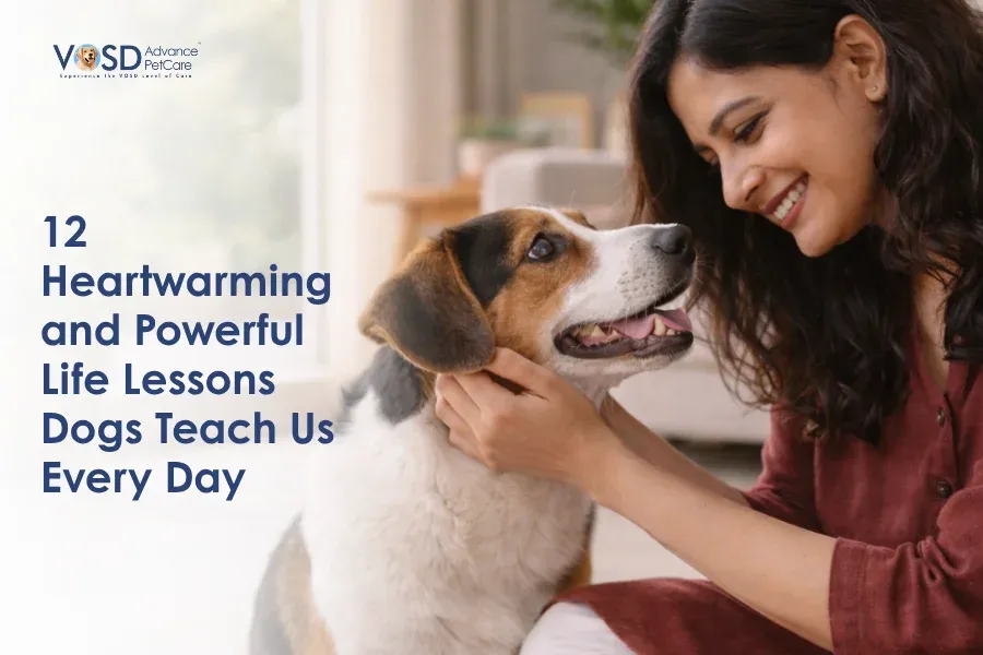 Woman smiling and gently holding a dog's face in a cozy home setting. Text reads "12 Heartwarming and Powerful Life Lessons Dogs Teach Us Every Day."