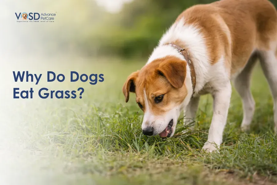 A brown and white dog is sniffing or nibbling grass in a lush green field. The text reads "Why Do Dogs Eat Grass?" conveying a curious tone.