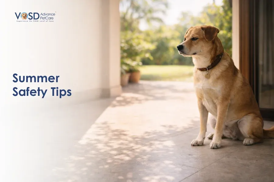 Summer Safety Tips - Protecting Your Dog From Heatstroke And Sunburn 12 A dog sits attentively in a sunlit patio entrance, with greenery in the background. Text reads “Summer Safety Tips.” The scene feels calm and inviting.