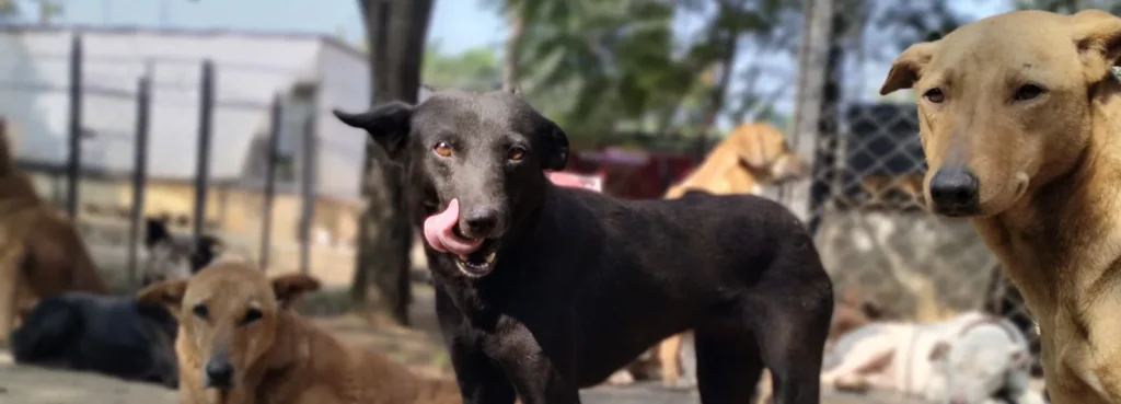 Support India's Shelter Home for Dogs with No Hope 1 7 1