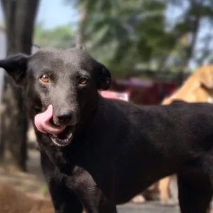 Support India’s Shelter Home for Dogs with No Hope