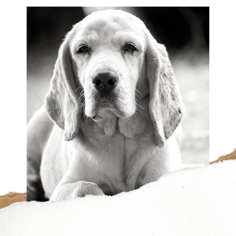 SURRENDER A DOG TO VOSD
