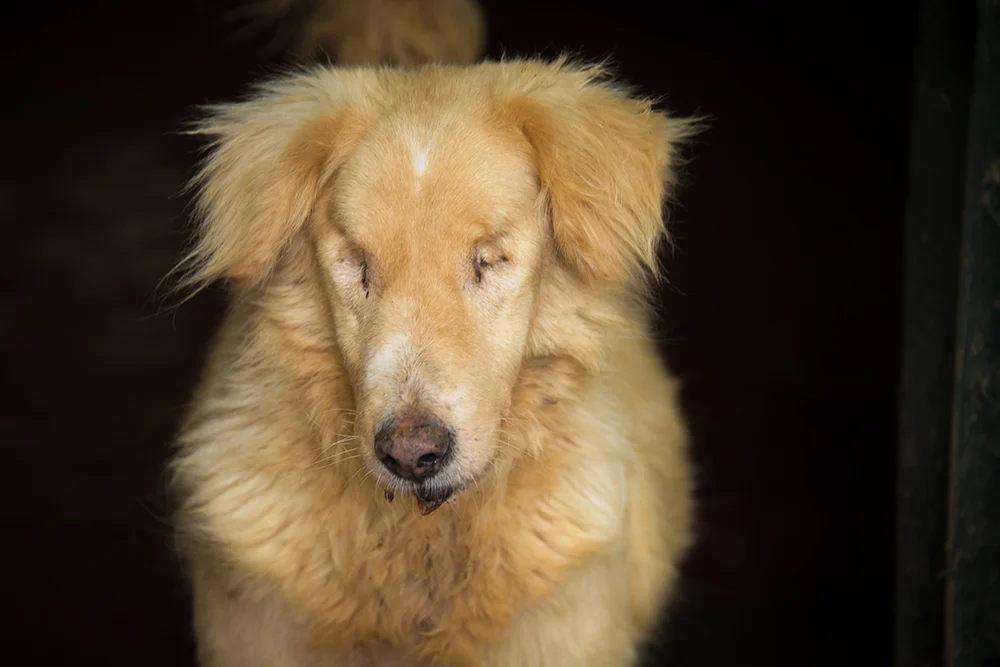 blind dog