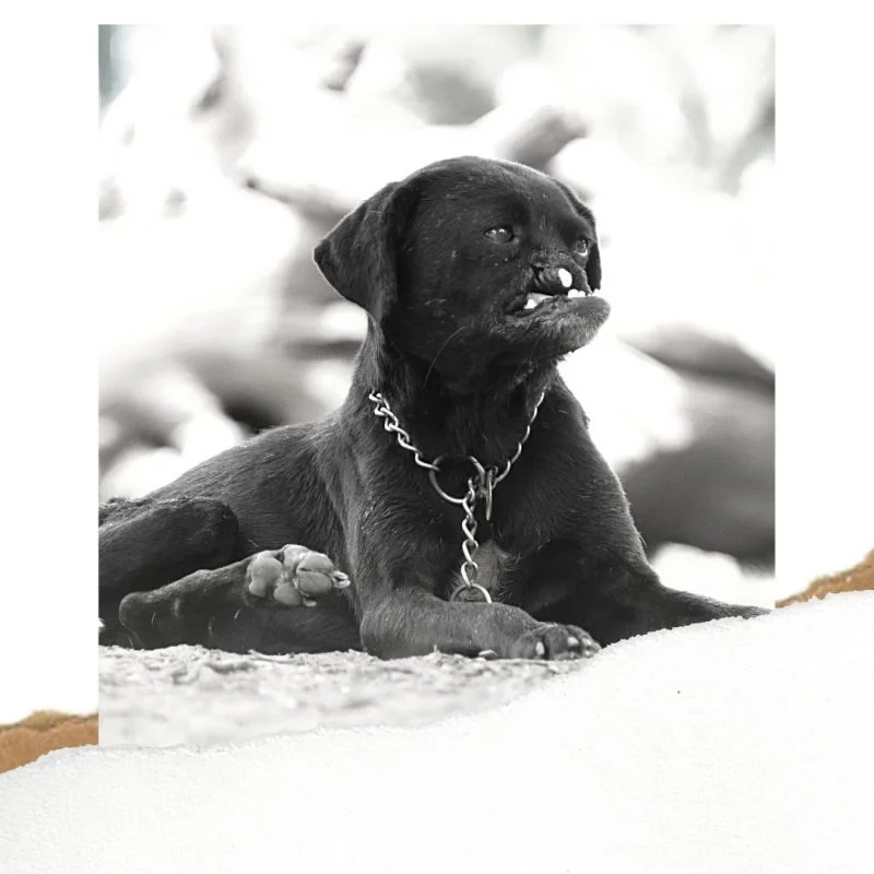 sponsor a vosd dog