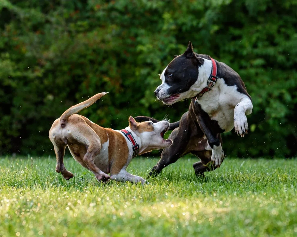 A aggressive dog trying to bite another dog