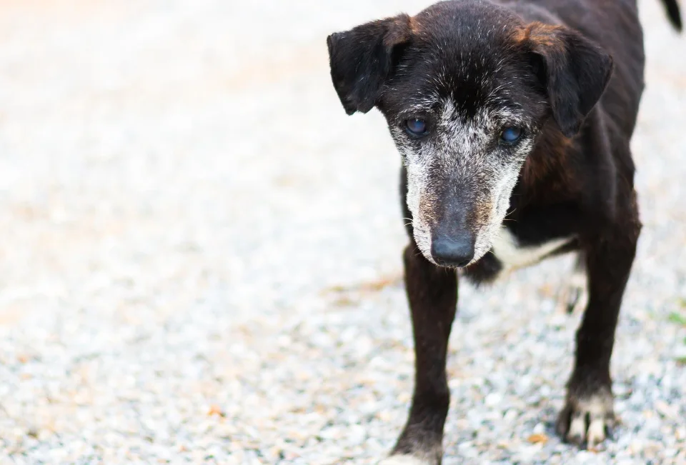A blind dog