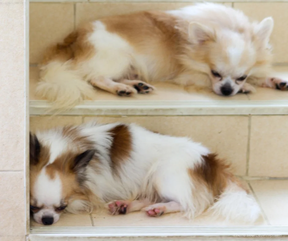 Abandoned dog