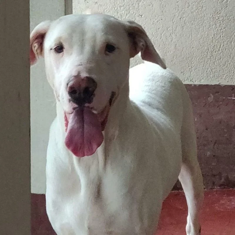 Choti Shilpi