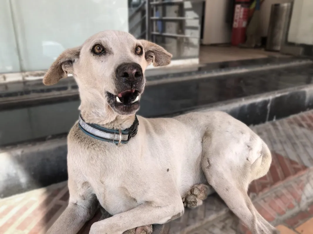 STRAY DOG NEEL