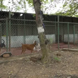 VOSD Sanctuary Expansion