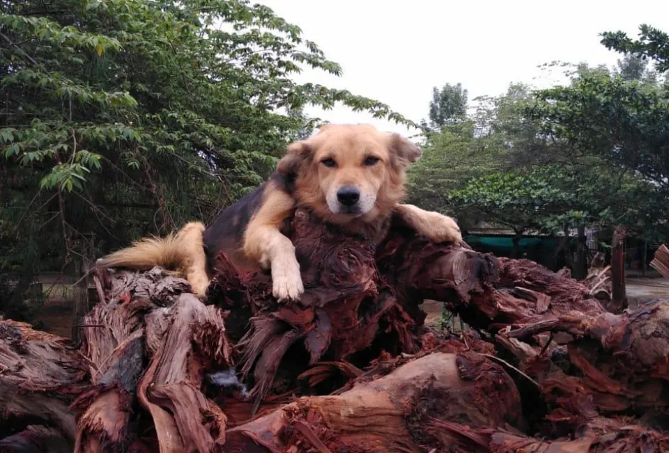 a dog at VOSD