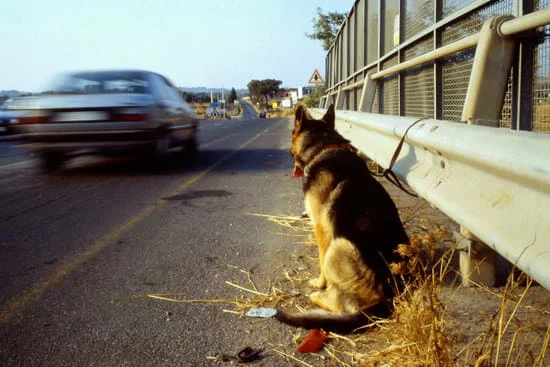 a dog at road