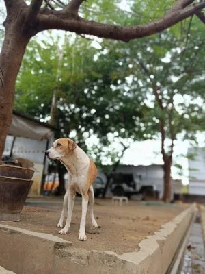 a dog at vosd 1
