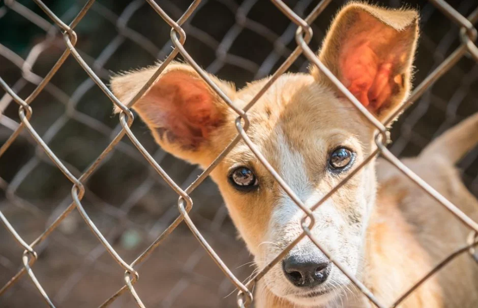 a dog behind fences 1