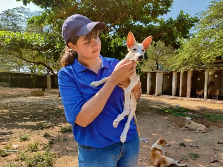 a dog with vosd volunteer 768