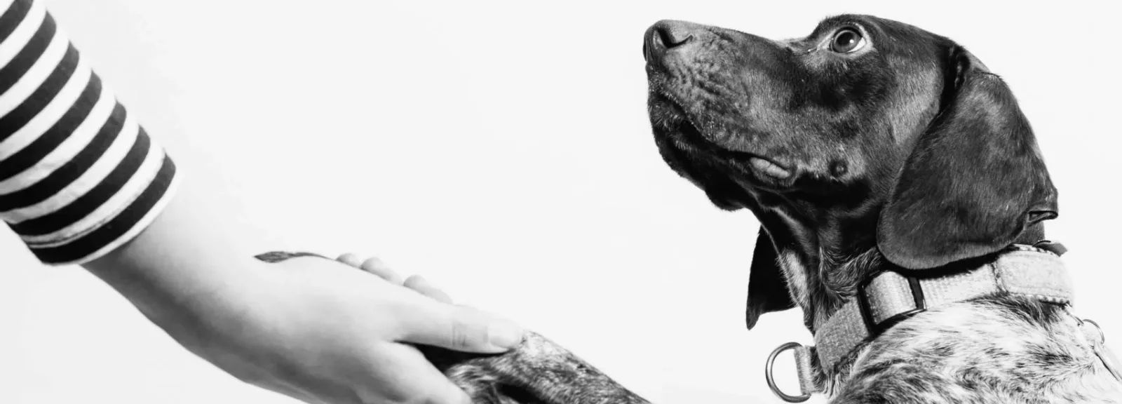 a man holding dogs hand 1