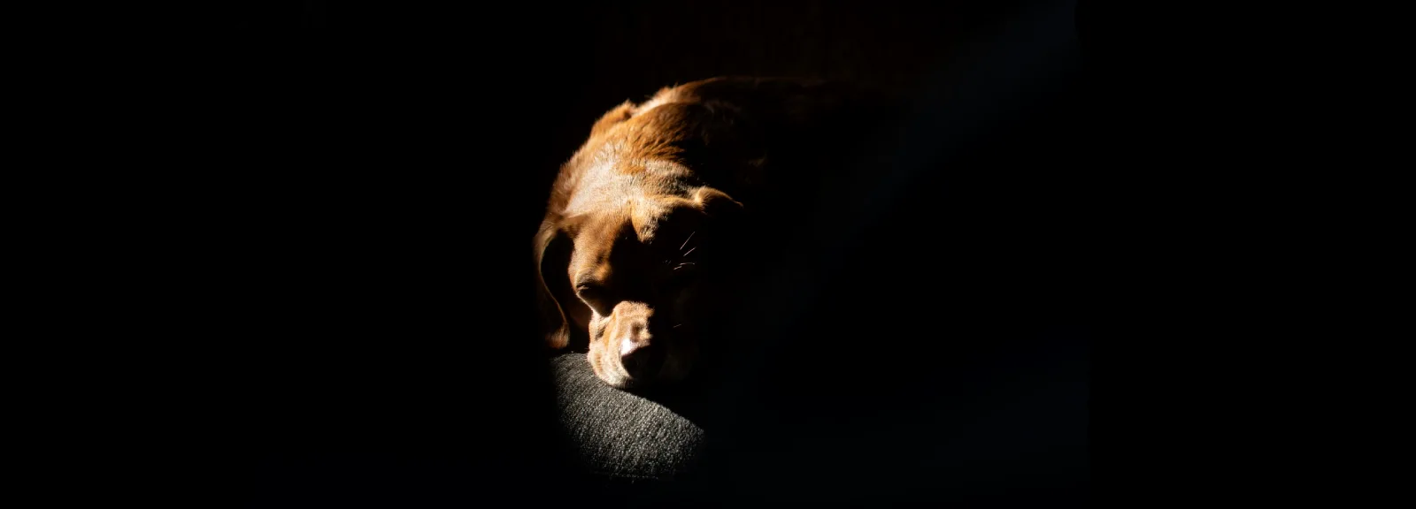 a sad dog