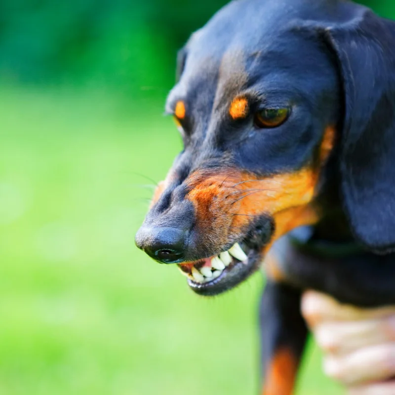 aggressive dog