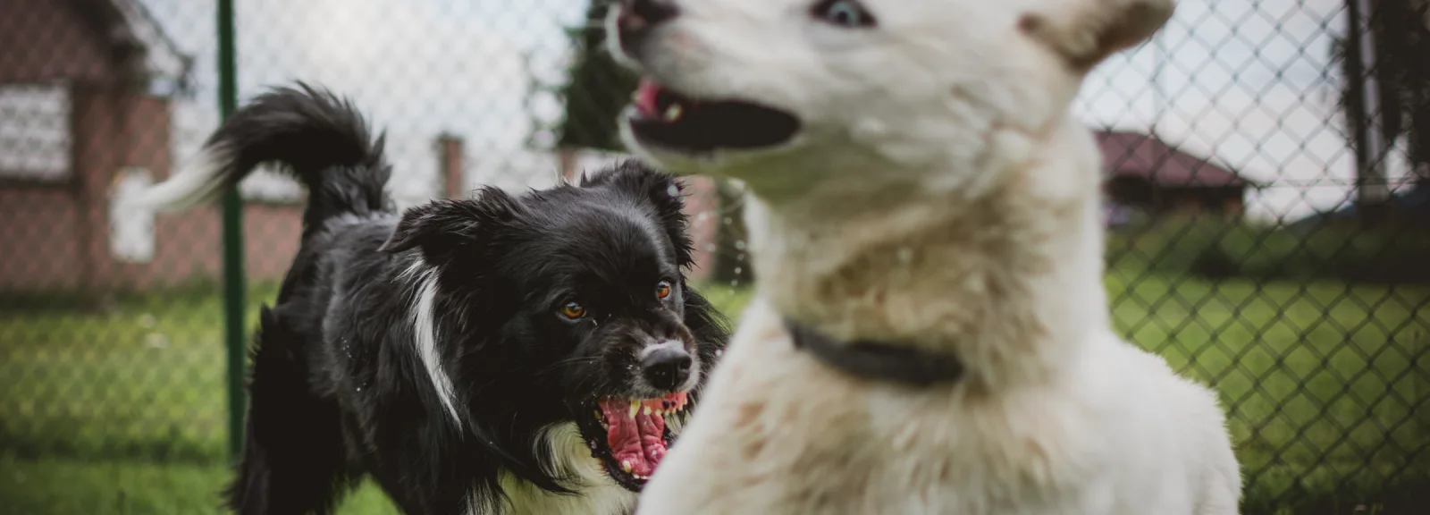 aggressive dogs