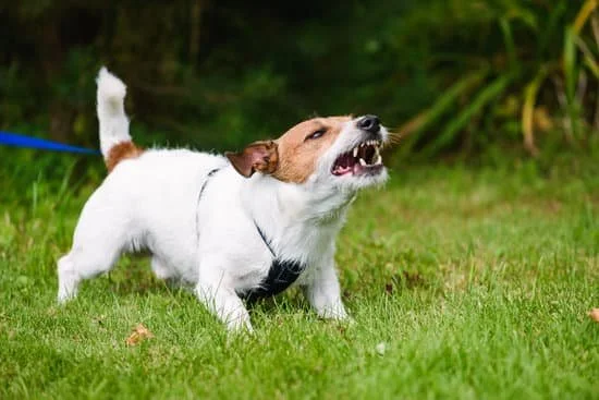 angry dog