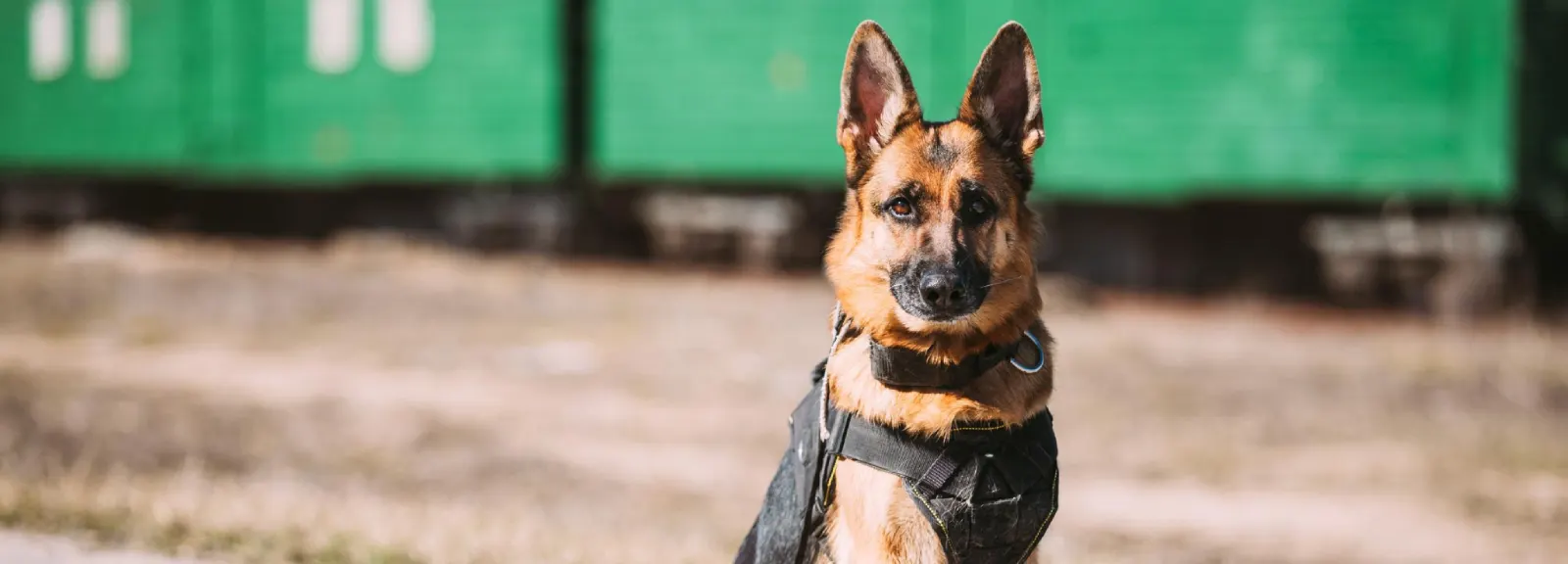 army dog