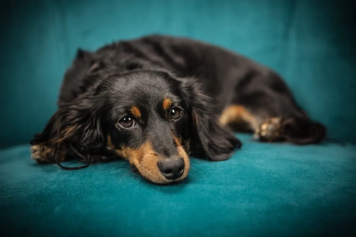 black and tan long coat dog