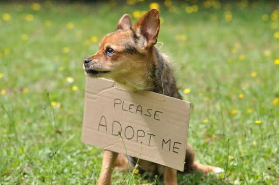 dog adopt