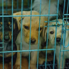 dogs behind bars