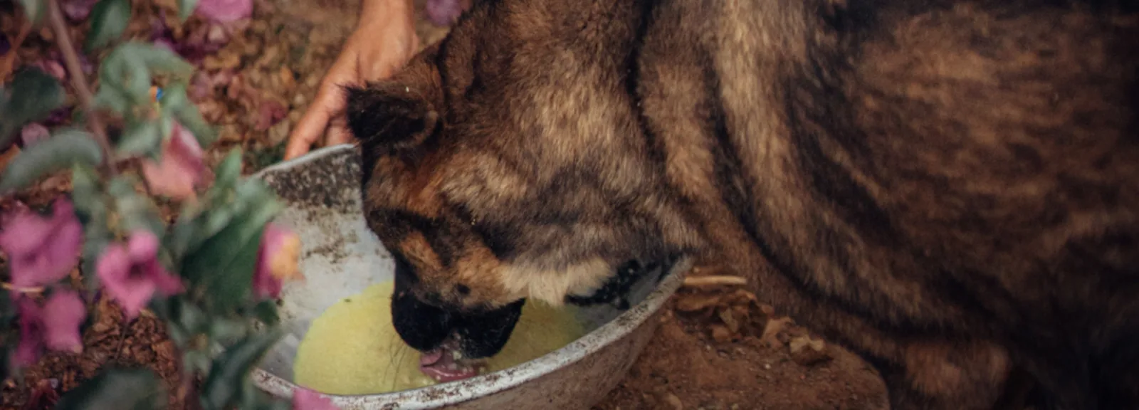 feeding a dog at VOSD