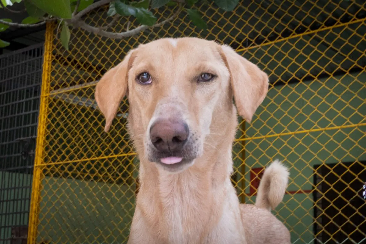 jai