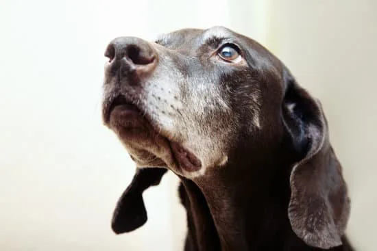 old dog 2