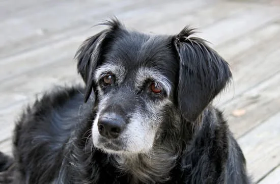 old dog for VOSD hospice