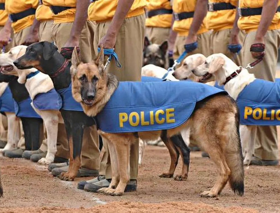 patriot dog 1