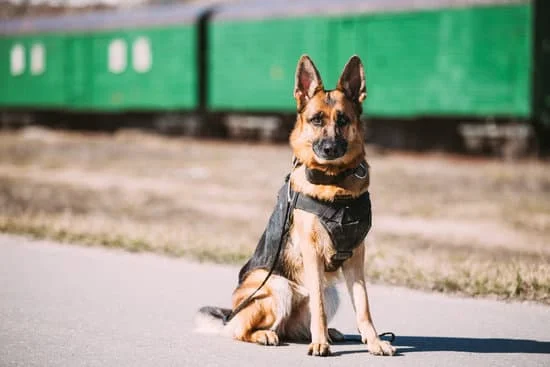 patriot dog