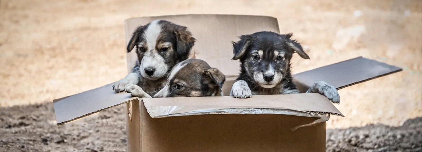 puppies in a