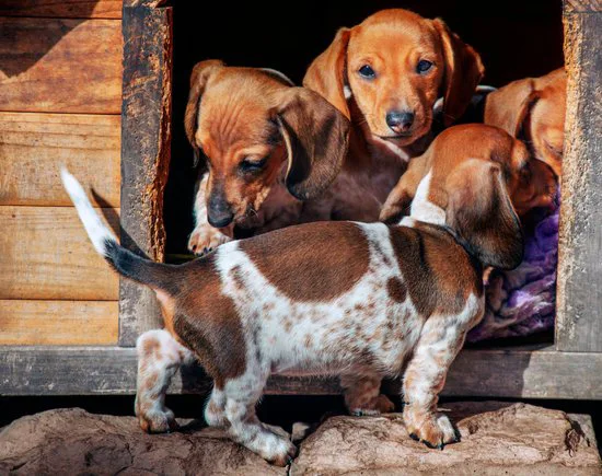 puppy mill